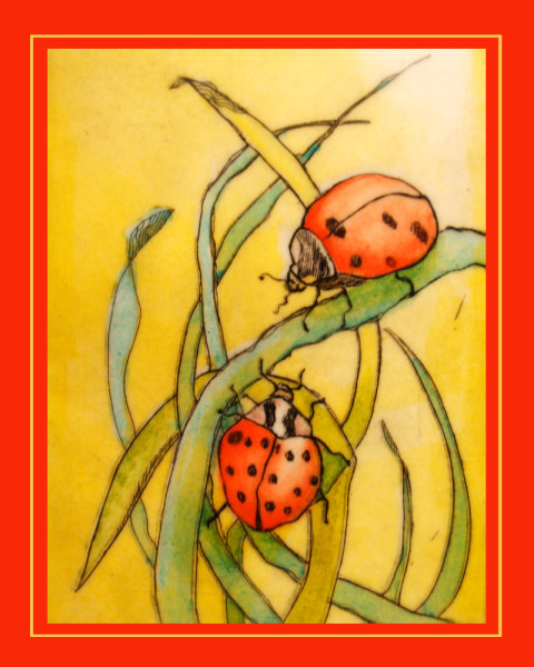Ladybug_Encounter_JParham_TN_2015